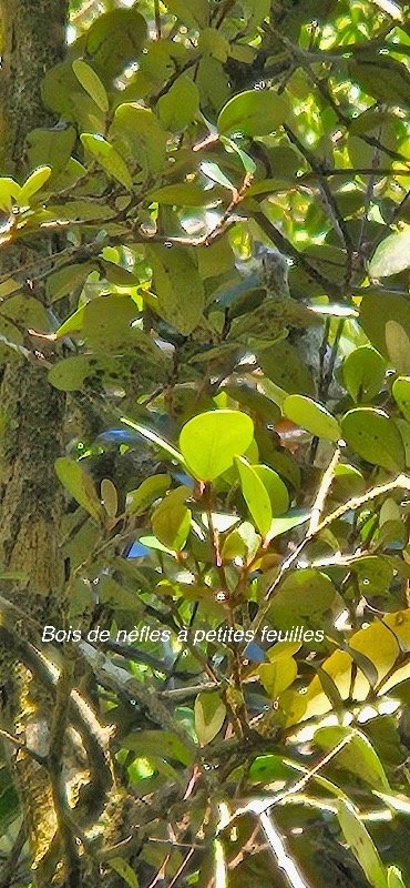 17 Eugenia buxifolia Bois de NEFLES A petites feuilles Myrtaceae ENDEMIQUE LA REUNION .jpeg
