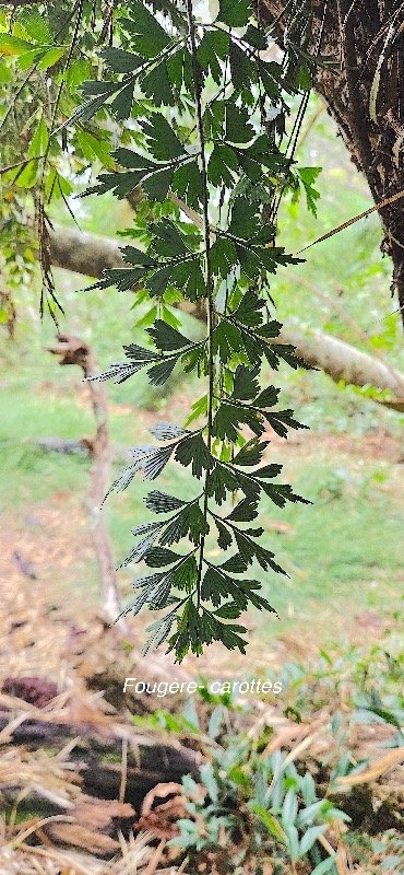 23 Asplenium daucifolium var viviparum FOUGERE -CAROTTES Aspleniaceae INDIGENE LA REUNION .jpeg