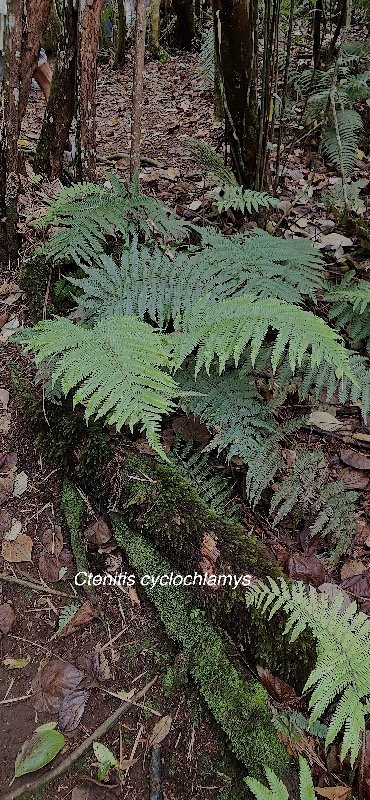 27 Ctenitis cyclochlamys ? Dryopteridaceae ENDEMIQUE LA REUNION .jpeg