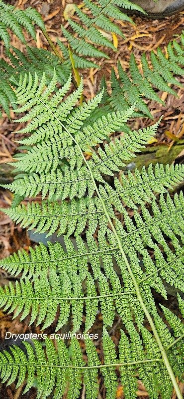 30 Dryopteris aquilinoides Dryopteridaceae ENDEMIQUE LA REUNION, MAURICE .jpeg