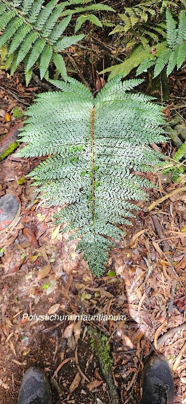 32 Polystichum Mauritianum Dryopteridaceae INDIGENE LA REUNION .jpeg