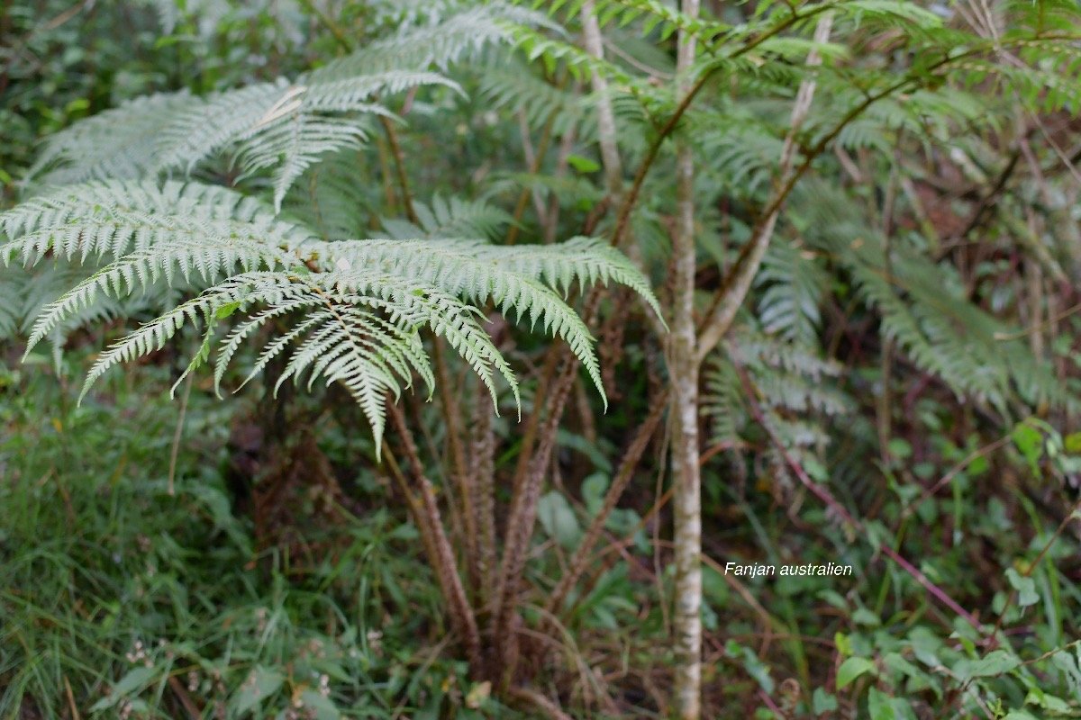 37 Sphaeropteris cooperi Fanjan australien Cyatheaceae E E .jpeg