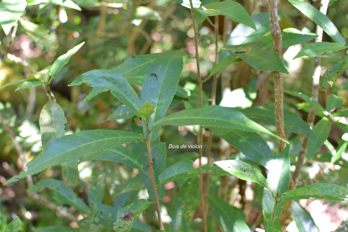 53 Acalypha integrifolia Bois de violon Euphorbiaceae INDIGENE LA REUNION .jpeg