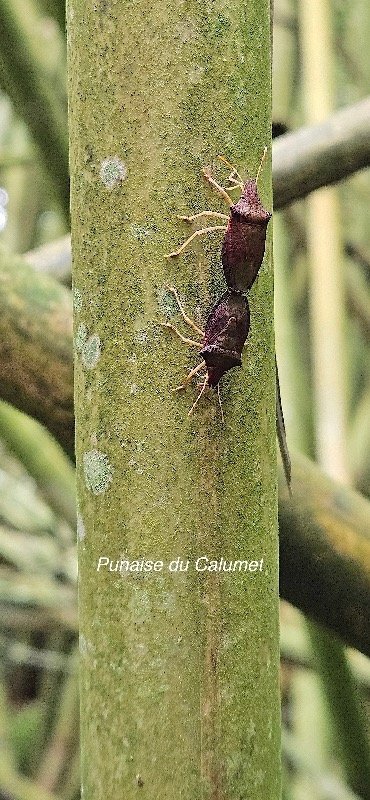 64 Tropicorypha minor Punaise du Calumet Pentatomidae ENDEMIQUE LA REUNION .jpeg