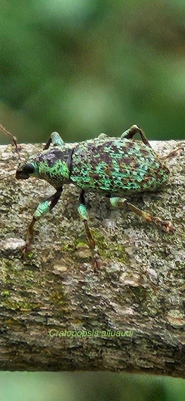 66 Cratopopsis alluaudi Curculionidae ENDEMIQUE LA REUNION .jpeg