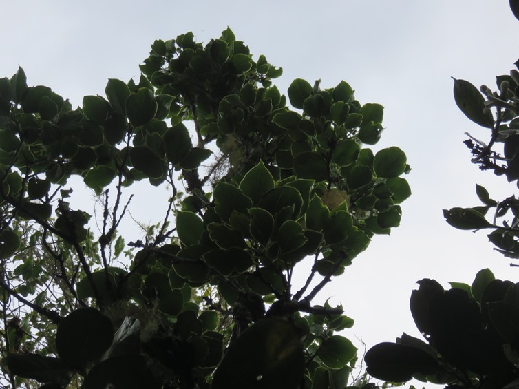 10 Ocotea obtusata - Bois de cannelle marron - Lauracée - I