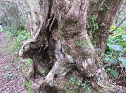 11 Vieux tronc de ?? Bois maigre