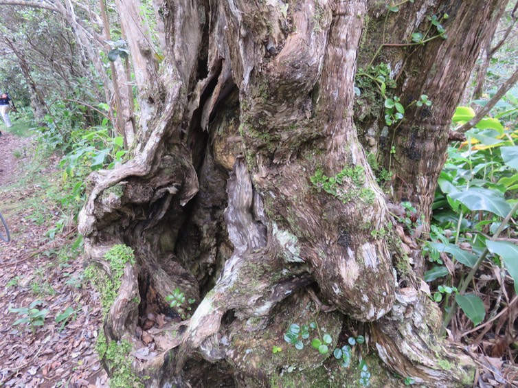 11 Vieux tronc de ?? Bois maigre