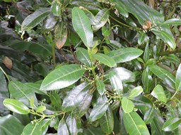 13 Catafaille borbonica  