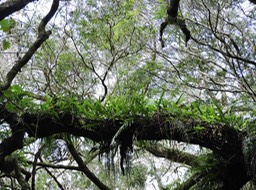 19 Jardin suspendu 