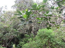 19 Melicope obtusifolia  - Catafaille patte poule ou Grand Catafaille - Rutacée - Endémique Réunion Maurice