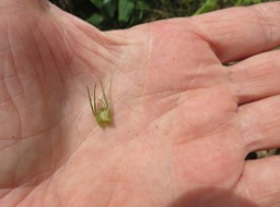 22 Stipules angainantes de Gaertnera vaginata - Losto café - Rubiacée - B 2