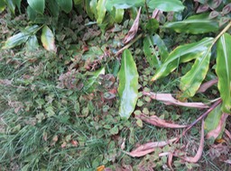 23 ??? Persicaria capitata (Buch.-Ham. ex D. Don) H. Gross - Herbe corail/ Boules de Boissier ??? - Polygonaceae - Asie tempérée et subtropicale