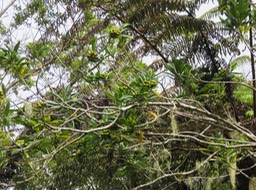 28 ??? Hybride de Pittosporum Senacia reticulatum - Bois de Joli cœur des Hauts  - Pittosporaceae  et Pittosporum senacia - Bois de Joli cœur - Pittosporacée - Endémique R Maur