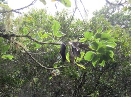 31 Ocotea obtusata - Bois de cannelle marron - Lauracée - I