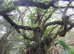 32 Folie épiphyte