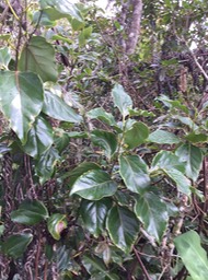 35 Ocotea obtusata - Bois de cannelle marron - Lauracée - I