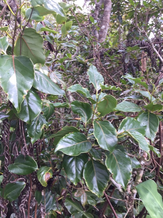 35 Ocotea obtusata - Bois de cannelle marron - Lauracée - I