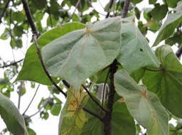 4 dombeya pilosa 