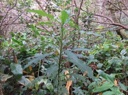 8 Psiadia laurifolia - Bois de chenilles - Astéracée - B