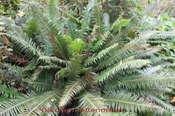 Blechnum attenuatum - Blechnacée -I