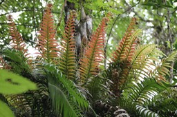 Blechnum attenuatum- Blechnacée - I