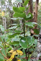 Bois de Cannelle marron- Ocotea obtusata- Lauracée - I