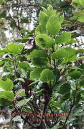 Bois de Cannelle marron