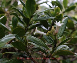 Bois de corail des hauts- Chassalia gaertneroides- Rubiacée - B