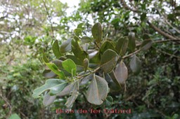 Bois de fer bâtard- Labourdonnaisia calophylloides- Sapotacée - B