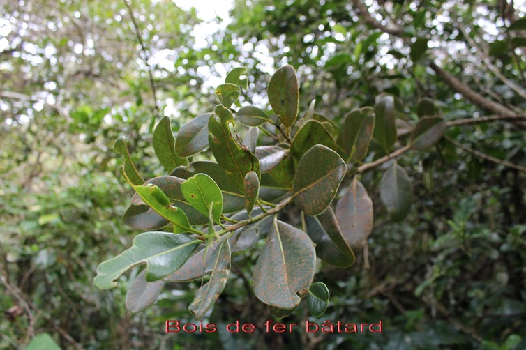 Bois de fer bâtard- Labourdonnaisia calophylloides- Sapotacée - B