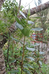 Bois de fer bâtard