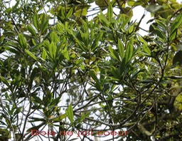 Bois de joli coeur- Pittosporum senacia - Pittosporacée - I