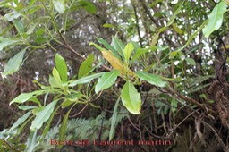 Bois de Laurent Martin- Forgesia racemosa- Escalloniacée - B