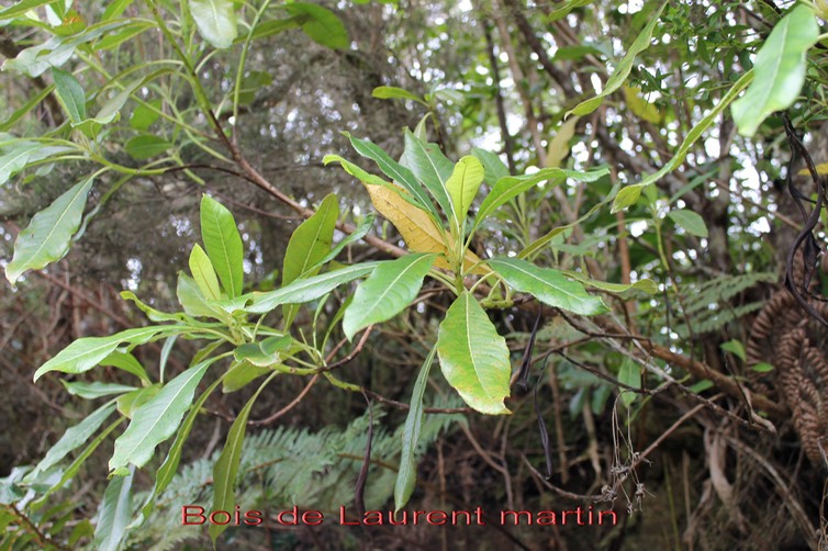 Bois de Laurent Martin- Forgesia racemosa- Escalloniacée - B