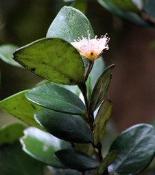 Bois de nèfles- Eugenia buxifolia - Myrtacée - B