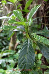 Bois d'Osto- Antirhea borbonica- Rubiacée-Masc, Mada