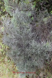 Branle blanc- Stoebe passerinoides - Astéracée- B