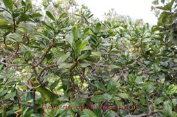 Chassalia gaertneroides