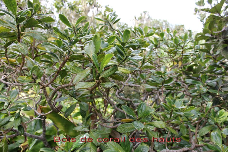 Chassalia gaertneroides