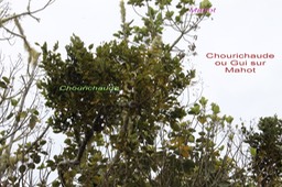 Chourichaude- Viscum triflorum - Santalacée - I