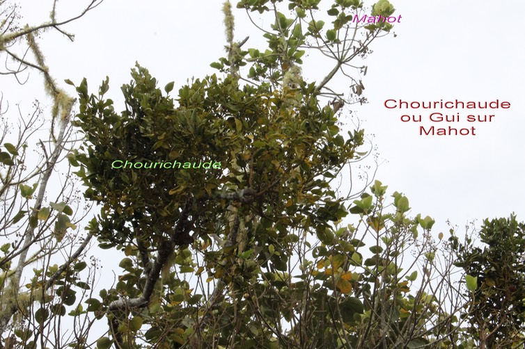 Chourichaude- Viscum triflorum - Santalacée - I