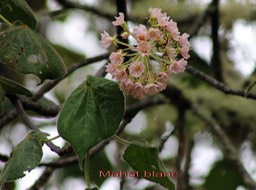 Dombeya ciliata- Malvacée - B