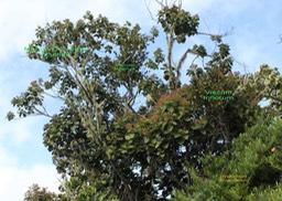 Dombeya ficulnea- Hypericum lanceolatum- Viscum triflorum