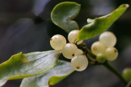 Fruits du Gui - Viscum triflorum