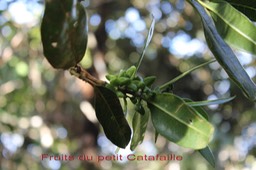 Fruits du petit Catafaille