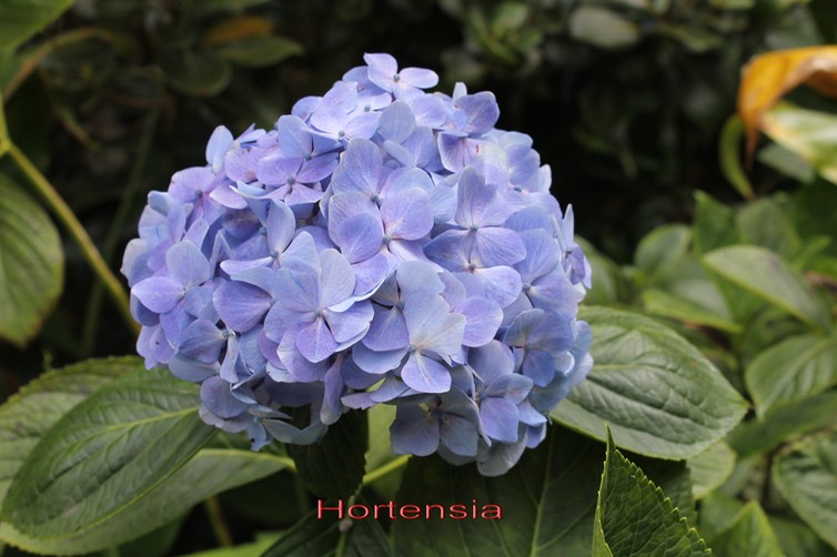 Hortensia
