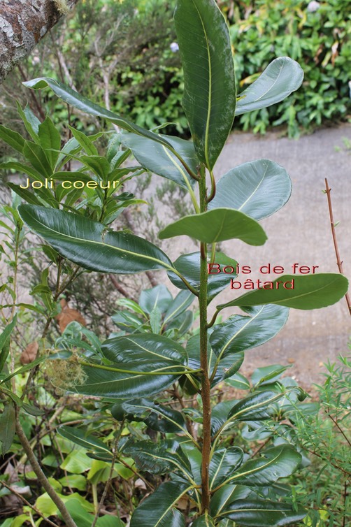 Joli coeur et Bois de fer bâtard