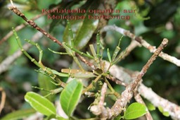 Kortalsella opuntia - Santalacée-I