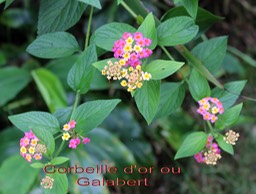 Lantana camara- Verbénacée - exo